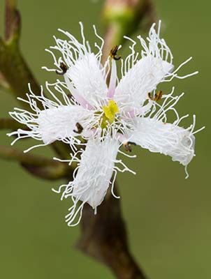Bogbean petals are fringed with long white hairs