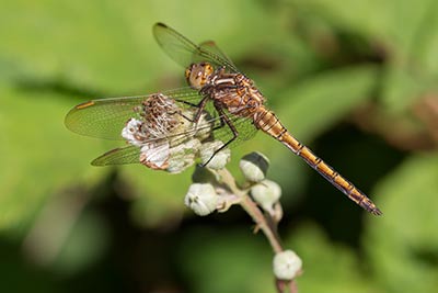 A female common darter - these insects are on the wing from mid-June until the end of October