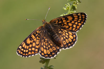 Glanville fritillary butterfly