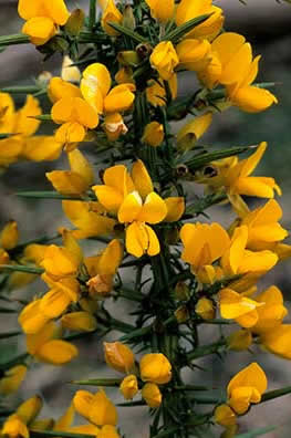 The striking flowers of common gorse - a conspicuous mass of golden yellow