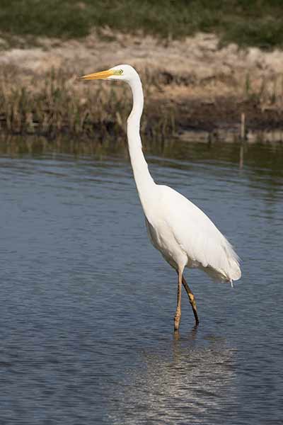 A great white egret on Fishtail Lagoon