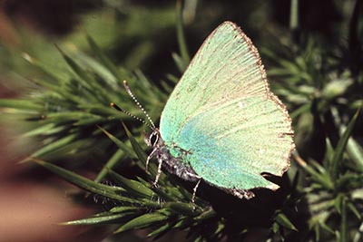 A green hairstreak butterfly on gorse