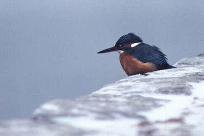 A kingfisher in winter on the sea-wall at Keyhaven