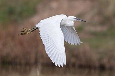 Little egrets are regularly seen around the coast and also increasingly inland