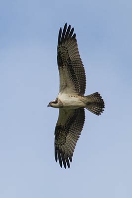 A migrating osprey passes overhead in late summer