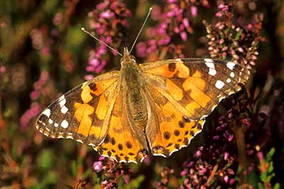 A painted lady at rest amongst heather