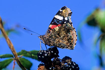 A red admiral feeding on the juices of mature blackberries