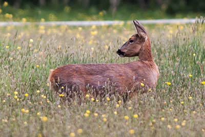 Ever wary, roe deer often emerge from cover towards the end of the day