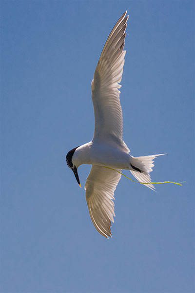 A sandwich tern about to plummet down into the waters of the Solent as it hunts for fish - the bird trails a thin piece of string snagged around its wing, which thankfully does not seem to impede its graceful flight or dive