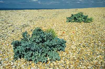Large clumps of sea kale growing on Hurst Spit