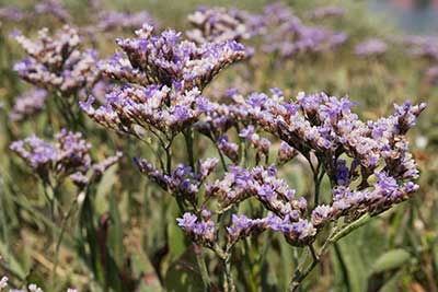 Common sea-lavender