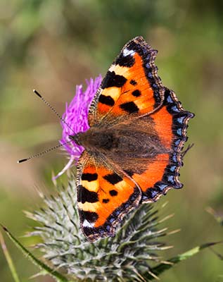 A small tortoiseshell butterfly