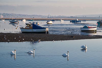 Mute swans at dawn - Keyhaven with Hurst Castle, the lighthouse and the Isle of Wight beyond