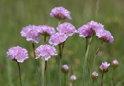 A colourful clump of sea pink, or thrift
