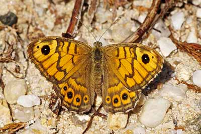 Wall brown butterfly