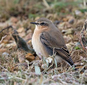 A passage wheatear at Iley Point