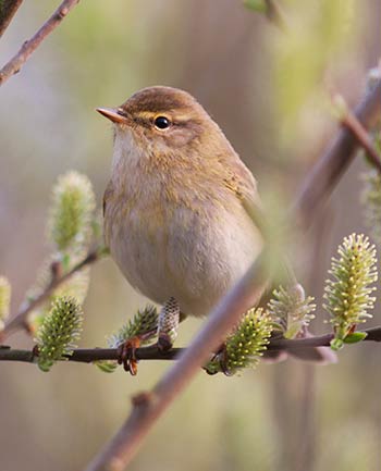 A willow warbler, appropriately amongst pussy willow catkins