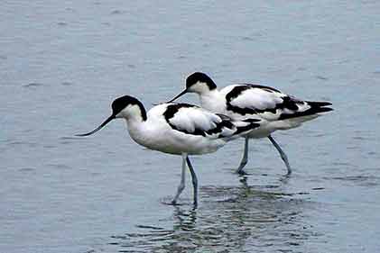 Brownsea Island - avocets