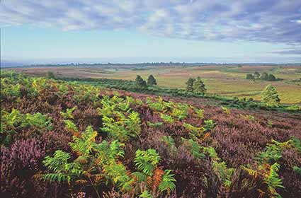 A panoramic heathland view near Burley