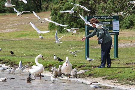 Mute swans, black-headed gulls, mallards and other birds appreciate being fed at Hatchet Pond