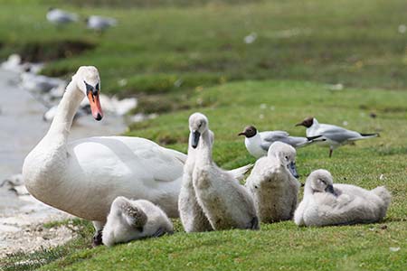 Mute swans and their cygnets are a favourite feature of Hatchet Pond