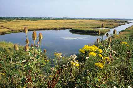 Pennington Marsh - a site of coastal salterns featured at the St. Barbe Museum