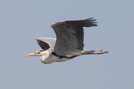 Grey herons are regularly seen at Sowley Pond where a heronry exists in the adjacent woodland