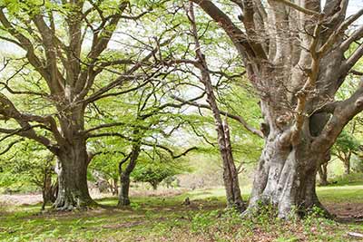 Ashurst Wood in spring