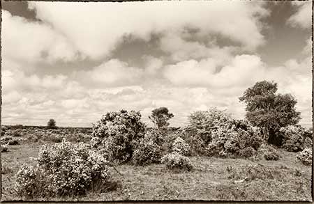 Bagshot Moor was again pressed into military service after World War Two, this time for parachute testing