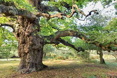 The maiden oak near the Balmer Lawn Hotel