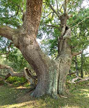 A two-branched pollard close to the B3055
