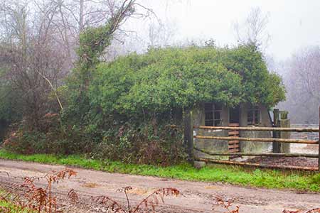 One of the derelict, ivy-clad Handcraft Huts at Dilton
