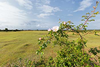 A view along one of RAF Beaulieu's old runways