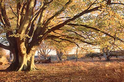 Another fine pollard beech, this on the edge of Bratley Wood