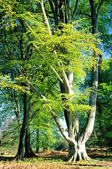 The fresh green leaves of spring in Bratley Wood