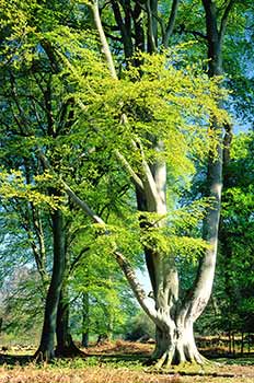 The fresh green leaves of spring in Bratley Wood