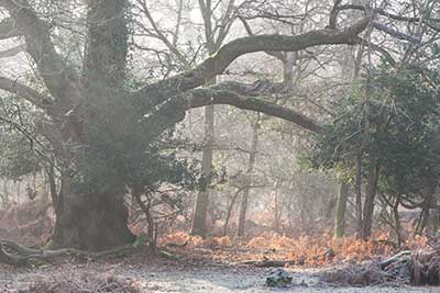 The feint outline of a huge oak seen through a winter's mist in Brinken Wood