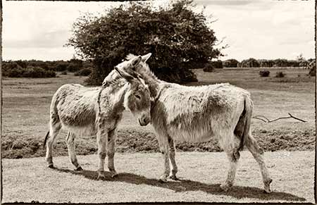 The airfield site was eventually returned to open Forest, the domain of commoners' animals