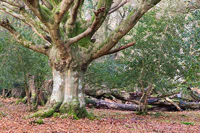A winter scene in the Frame Heath Inclosure / New Copse Inclosure driftway