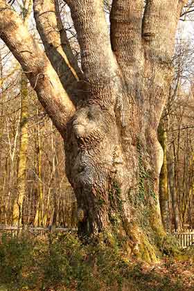 The Knightwood Oak