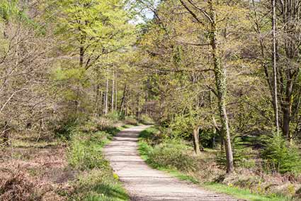 A path through Lodgehill Inclosure