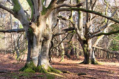 The bare trees of winter in Mark Ash Wood