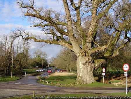 The Moyles Court Oak