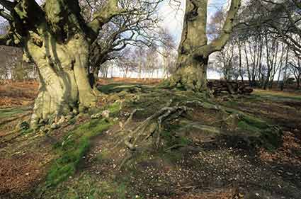 The earthen bank of the Park Pale cut by a path on the edge of Denny Inclosure