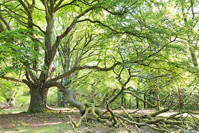 Beech trees in spring in the open woodland close to the New Forest Reptile Centre