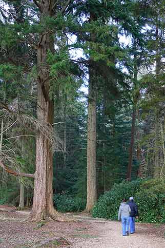 Walkers enjoy a stroll amongst the trees of the Rhinefield Ornamental Drive