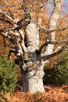 Autumn colours in Rushpole Wood