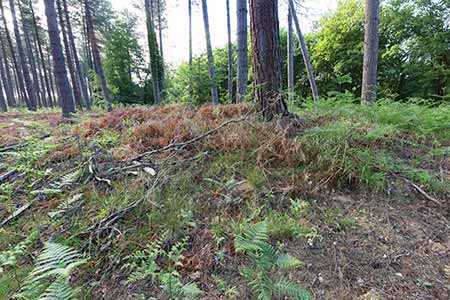 Trees now grow on the bank of Stubby Copse Fort, posing a risk of damage to the archaeology