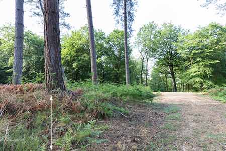 The view looking south, out of Stubby Copse Fort, along the woodland track close to the fort's entrance passage. (The arrow indicates the height of the fort's bank at this point).