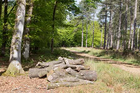 The entrance to Stubby Copse Inclosure, south-east of the hillfort